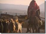 shepherd with sheep - freeimages 150x113 65pc