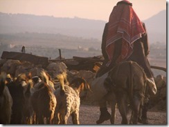 shepherd with sheep - freeimages