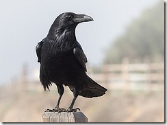 Visit-from-a-Raven-Corvus-corax-by-Ingrid-Taylar-on-Flickr_thumb.jpg