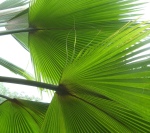 palms by fullerya on flickr 150x133